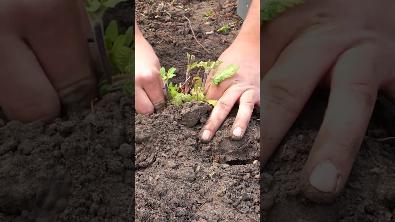 3 TOOLS die nodig zijn VOOR ELKE TUIN!