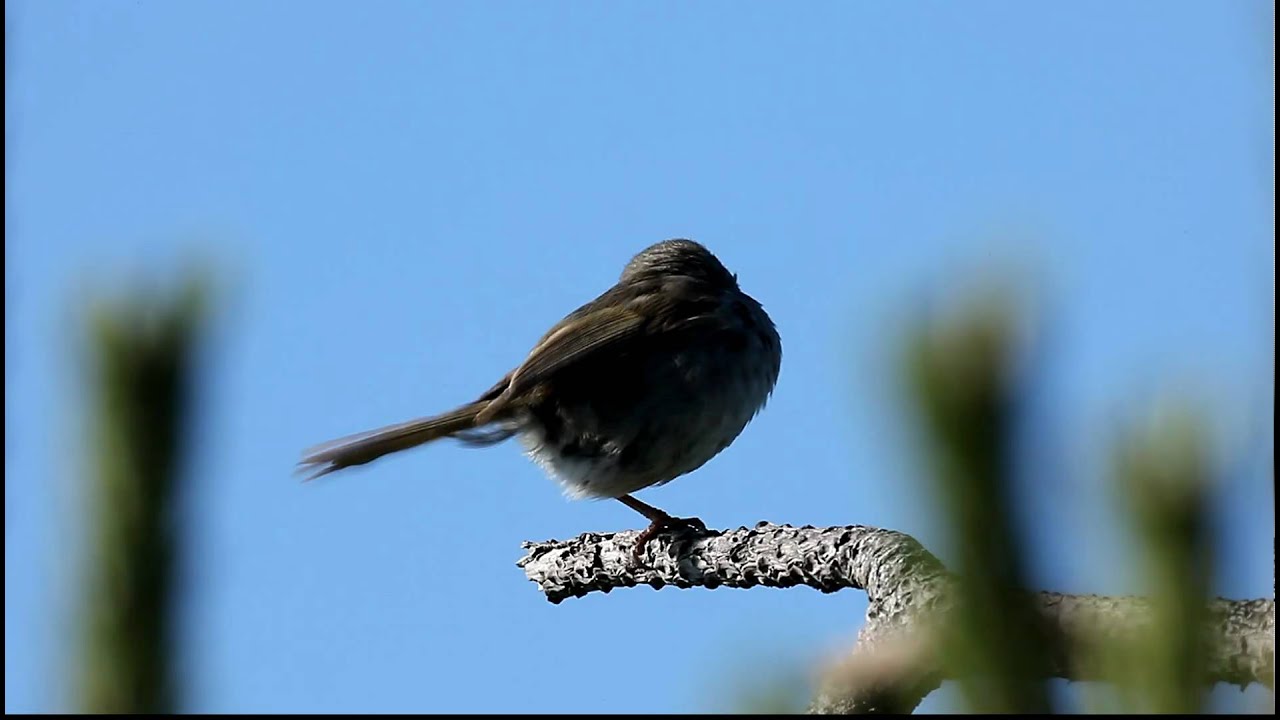 Japanese Bush Warbler, FullHD JH1RNZ