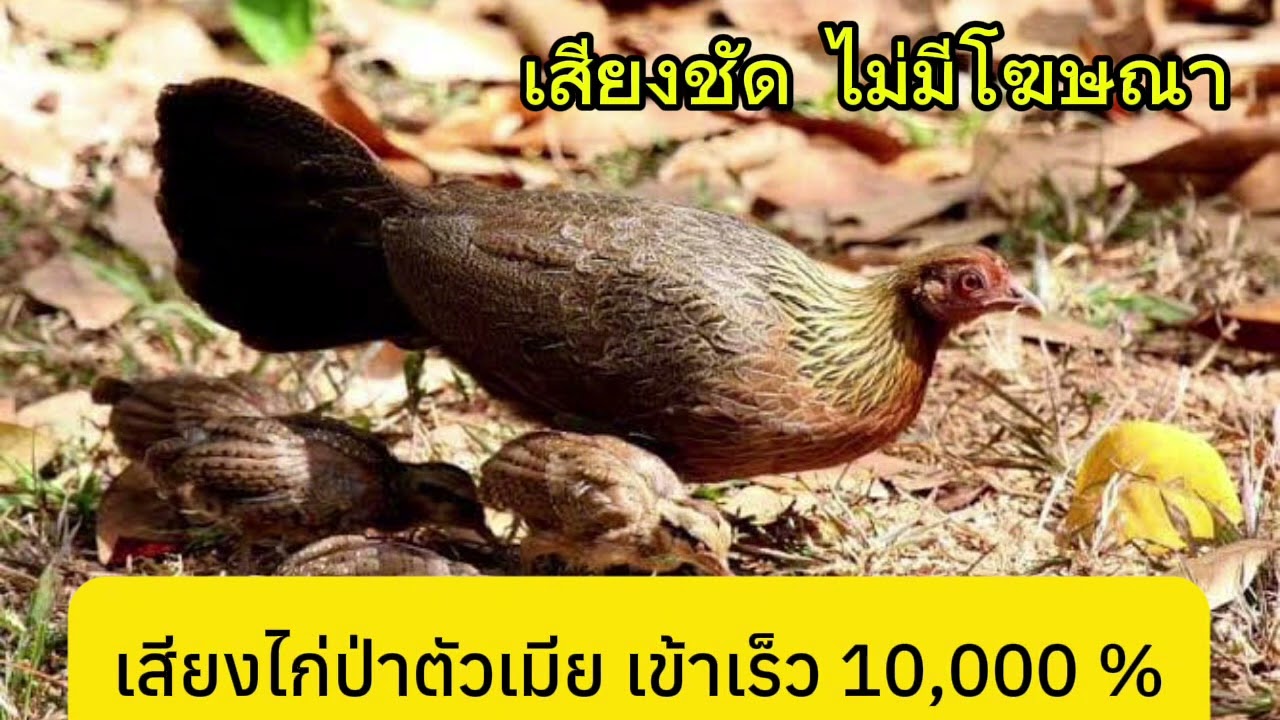เสียงไก่ป่าตัวเมีย เข้าเร็ว 10,000 %