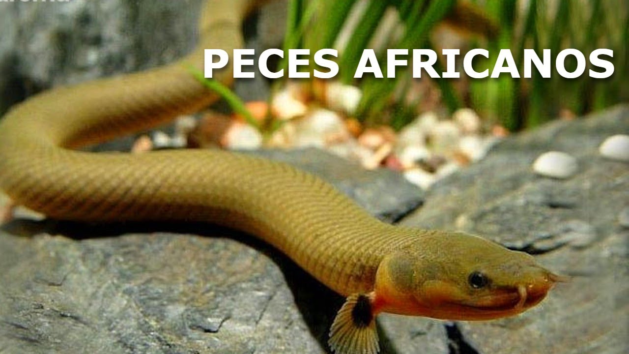 África tiene peces muy raros..... ¡Y lo demuestro!