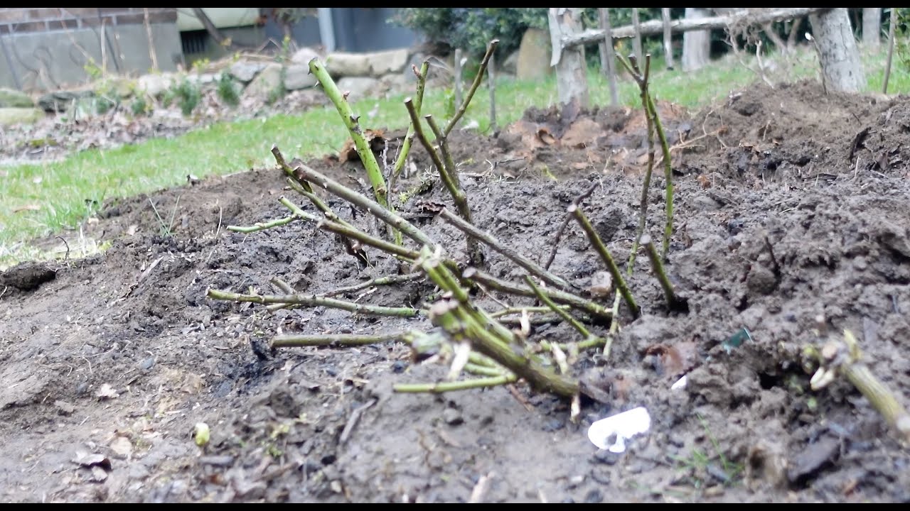 Can't Plant Roses Right Away. What to Do?