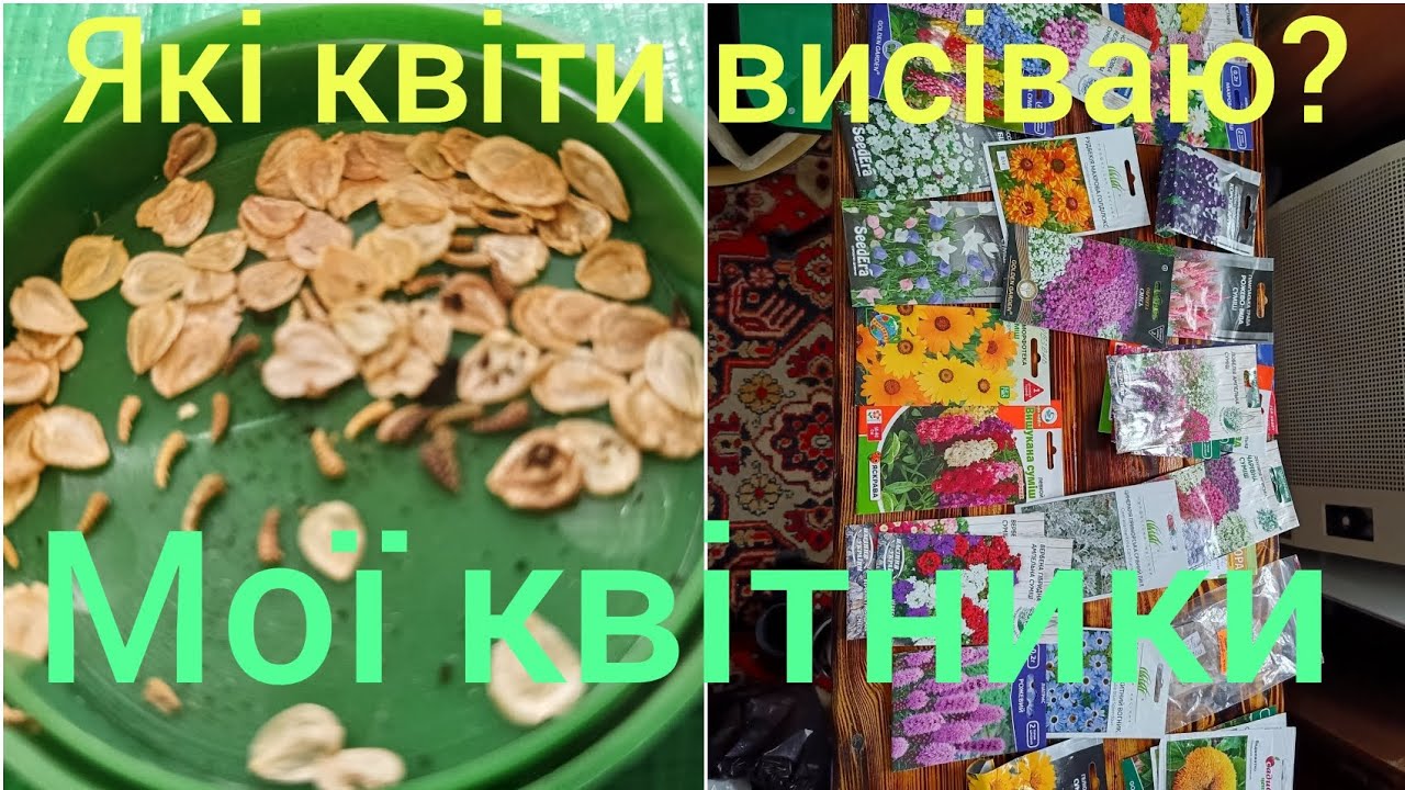 Мої квітники після зими. Які квіти висіваю. Деякі поради.