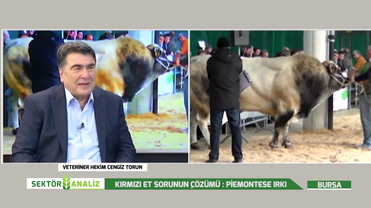 TORUNOĞLU TOHUMCULUK PİEMONTESE IRKI İNCELEMESİ PART 1