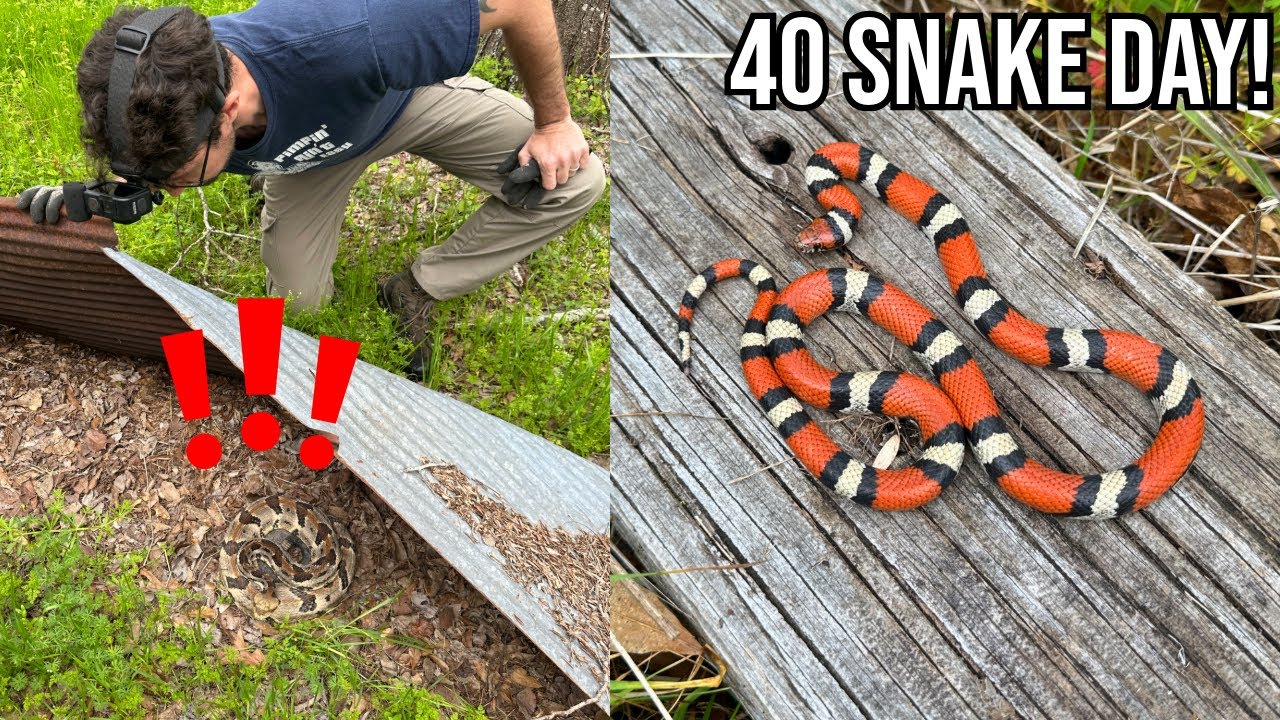MORE Insane Louisiana Snake Hunting! Finding Rattlesnakes, Copperheads, and Milksnakes Under Tin!