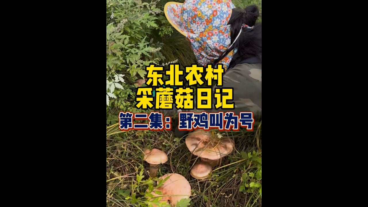 采蘑菇分泌多巴胺，蘑菇大丰收多巴胺都冒漾了！#雨后的山里蘑菇有多好捡 #我的乡村生活
