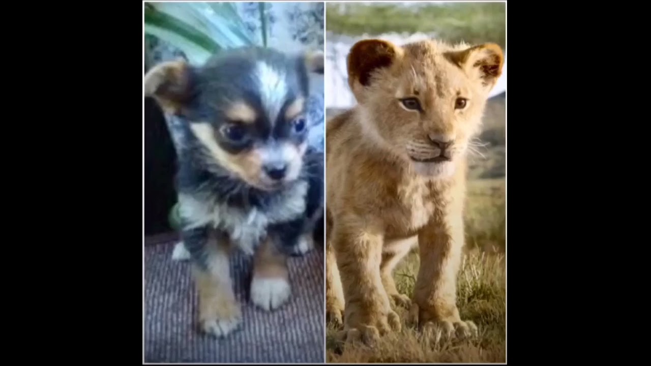 Dog vs. Lion King - Florapompomdog