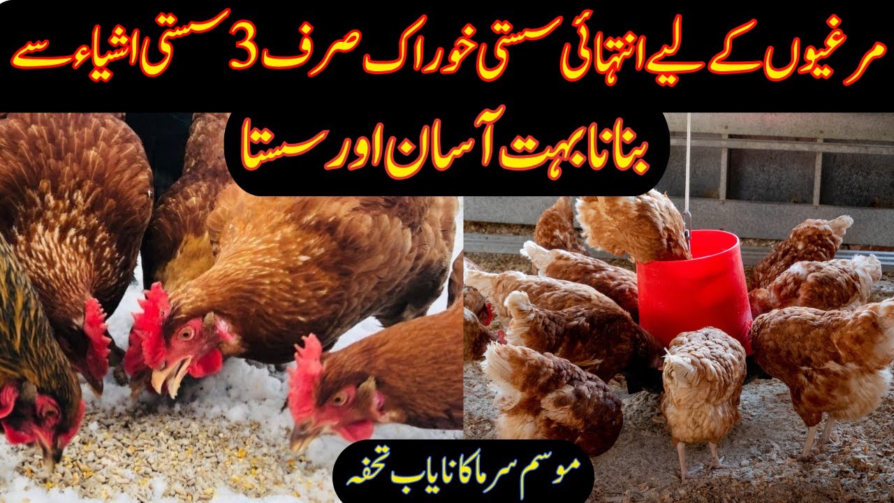 Homemade Cheap Feed for Chickens | Save Money Profit More | Urdu Hindi -By VOA