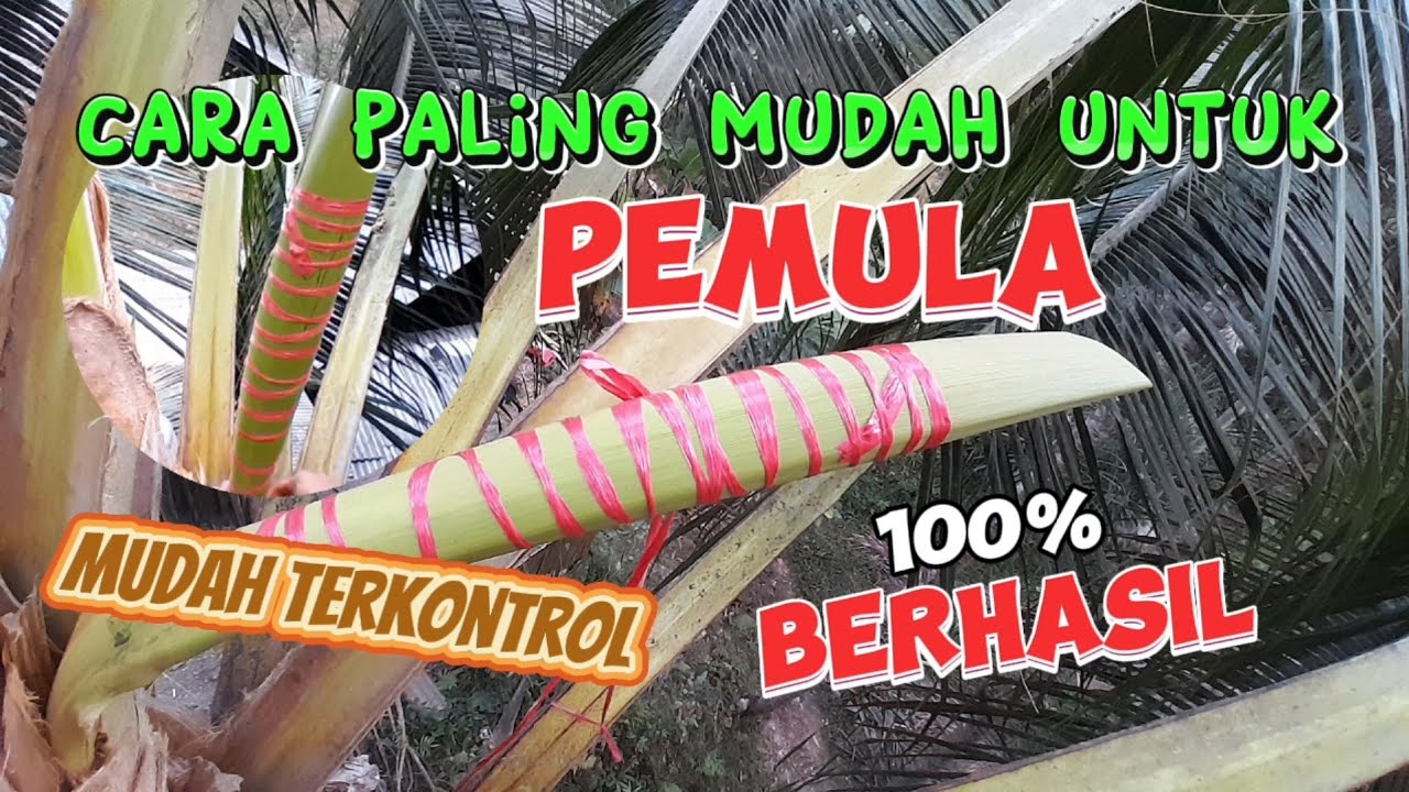 PALING MUDAH ‼️CARA MENGIKAT MANGGAR KELAPA UNTUK DI SADAP - 1 HARI KELUAR NIRA 