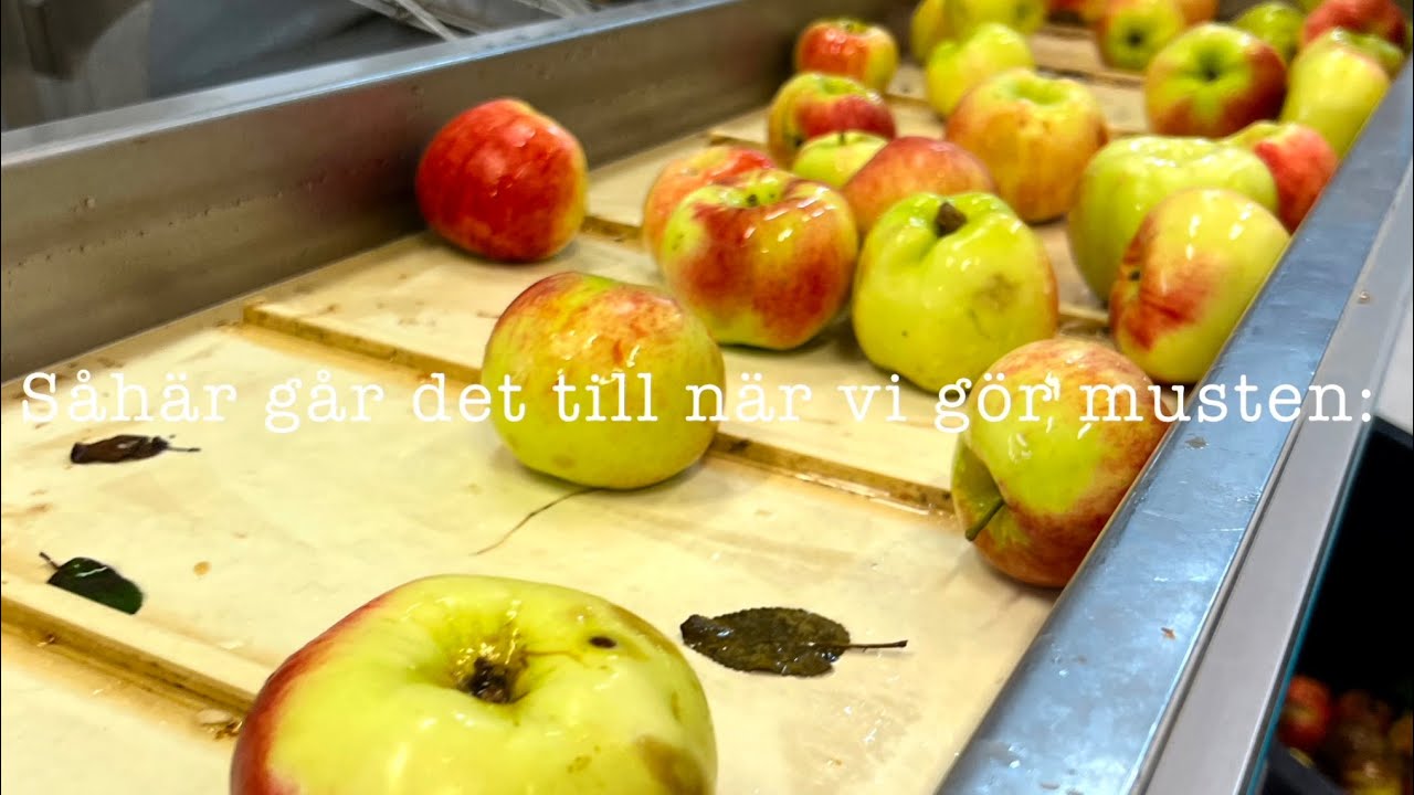 Äppelmust- såhär går det till!