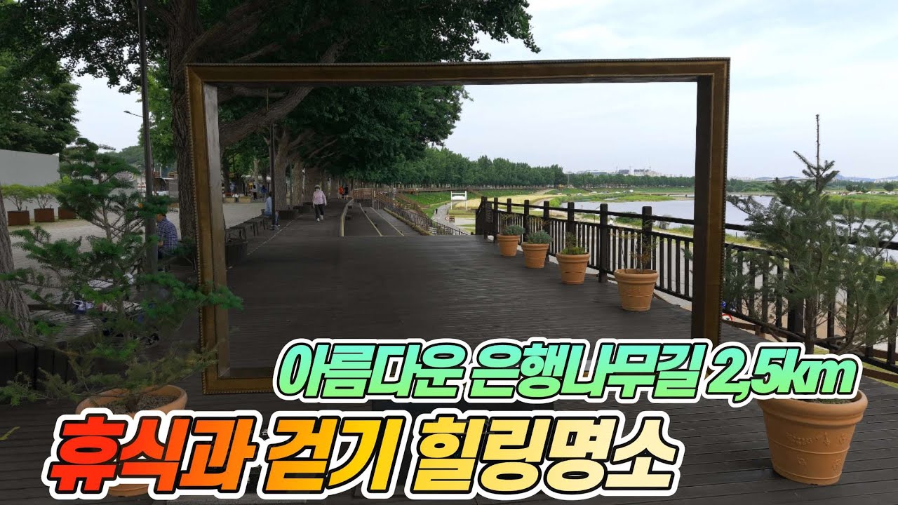 휴식과 걷기 힐링 명소 아산 은행나무길 대중교통 당일치기 여행