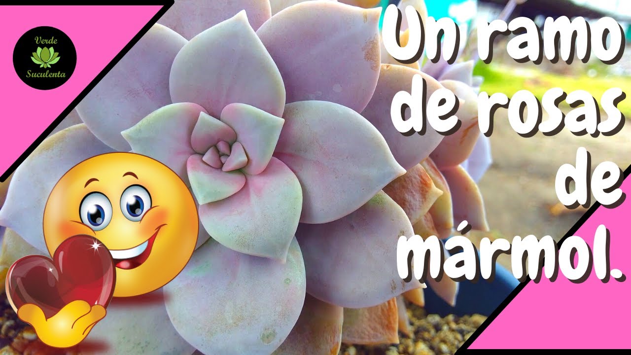¿Conoces los cuidados del hermoso GRAPTOPETALUM SUPERBUM?