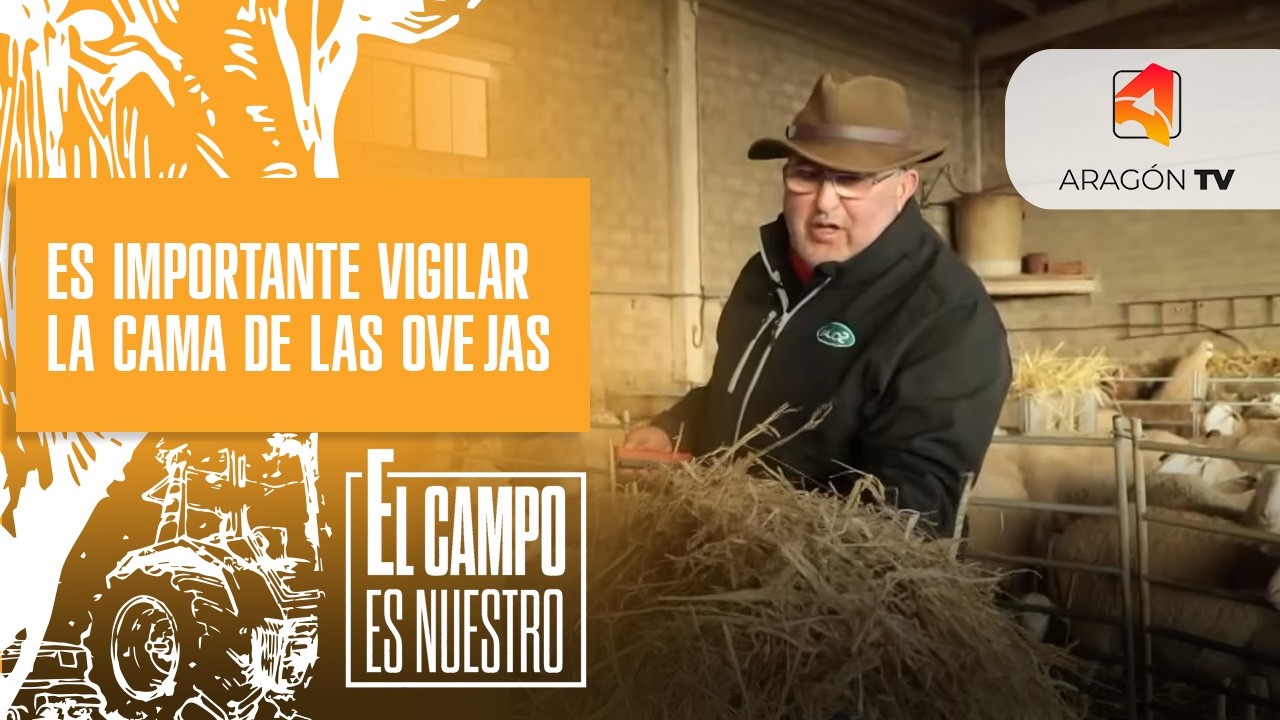 Con un inverno tan húmedo es importante vigilar la cama del rebaño