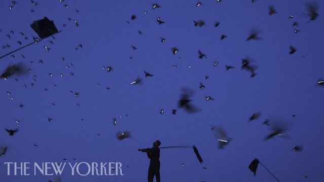 2,000 Pigeons with LEDs Light Up the New York City Skyline | The New Yorker