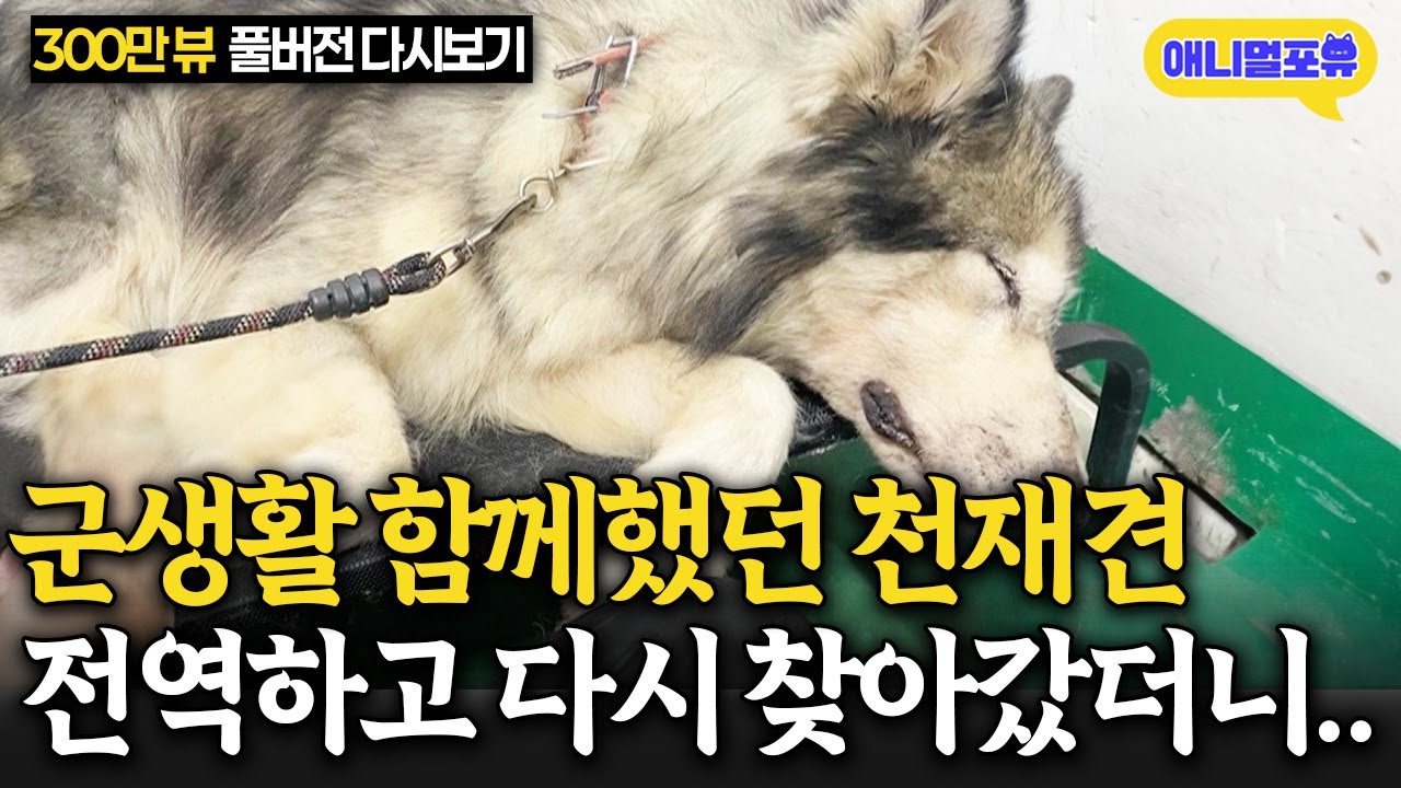 [레전드 풀버전] 전역하고 급하게 다시 찾아갔는데 상태가 뭔가 이상하다..? I KBS 개는 훌륭하다 231127 방송