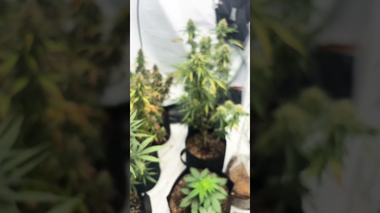 7 different strains!!! #plants #ihavethisthingwithplants #trending