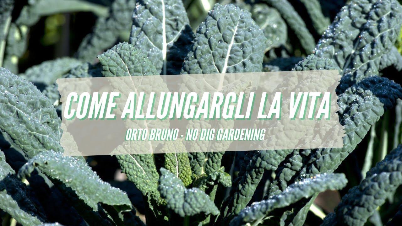 🌿 Ho Allungato la VITA al CAVOLO NERO