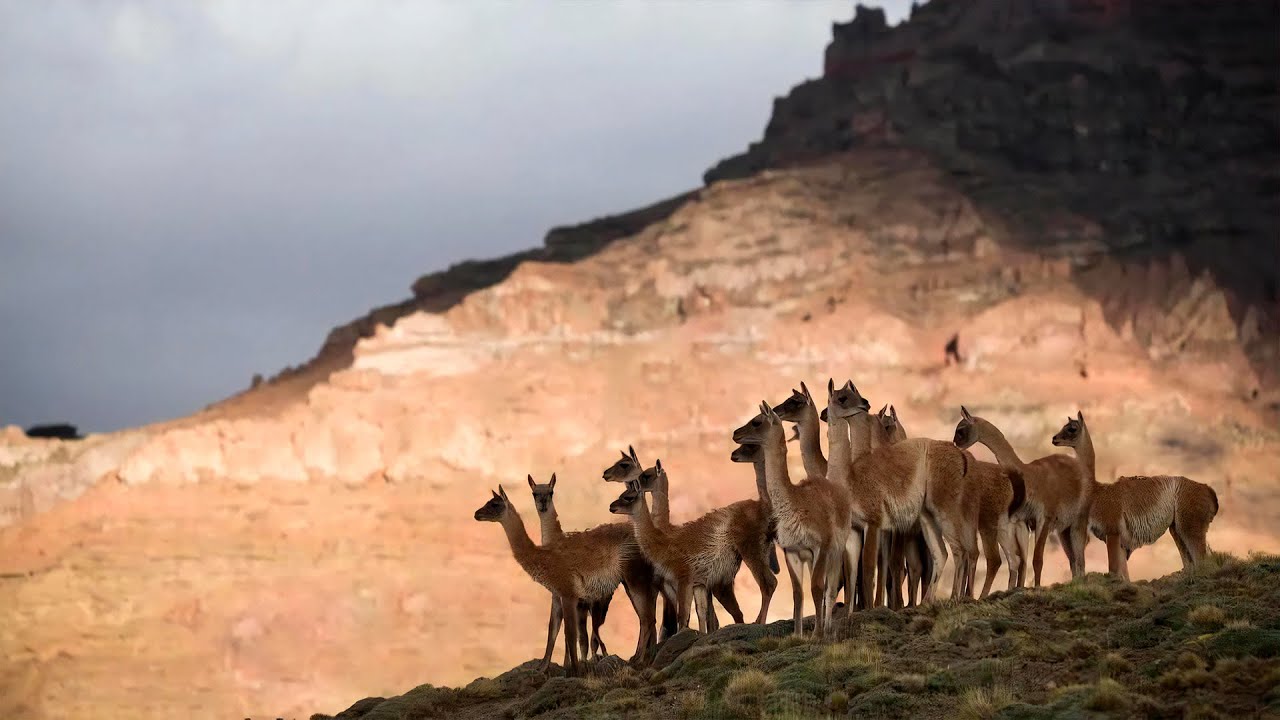 El guanaco | Animales chilenos superasombrosos - T1E3