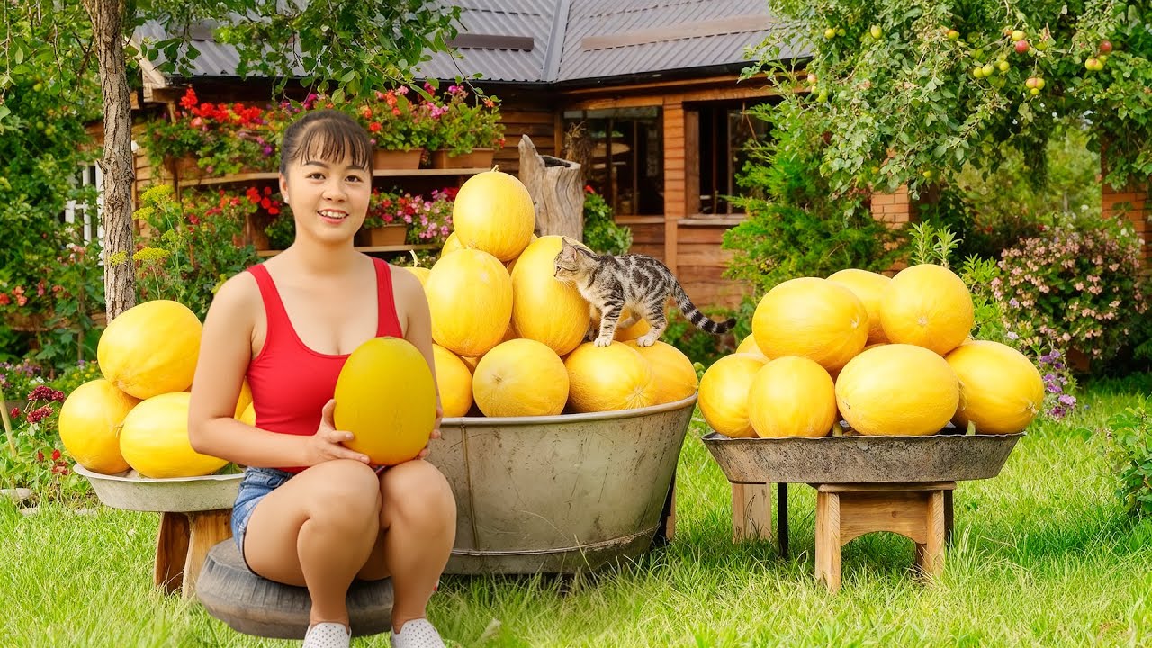 Harvesting 1000+ Golden Honeydew Melon, Use Truck Trasport Many Honeydew Melon Go To Market Sell