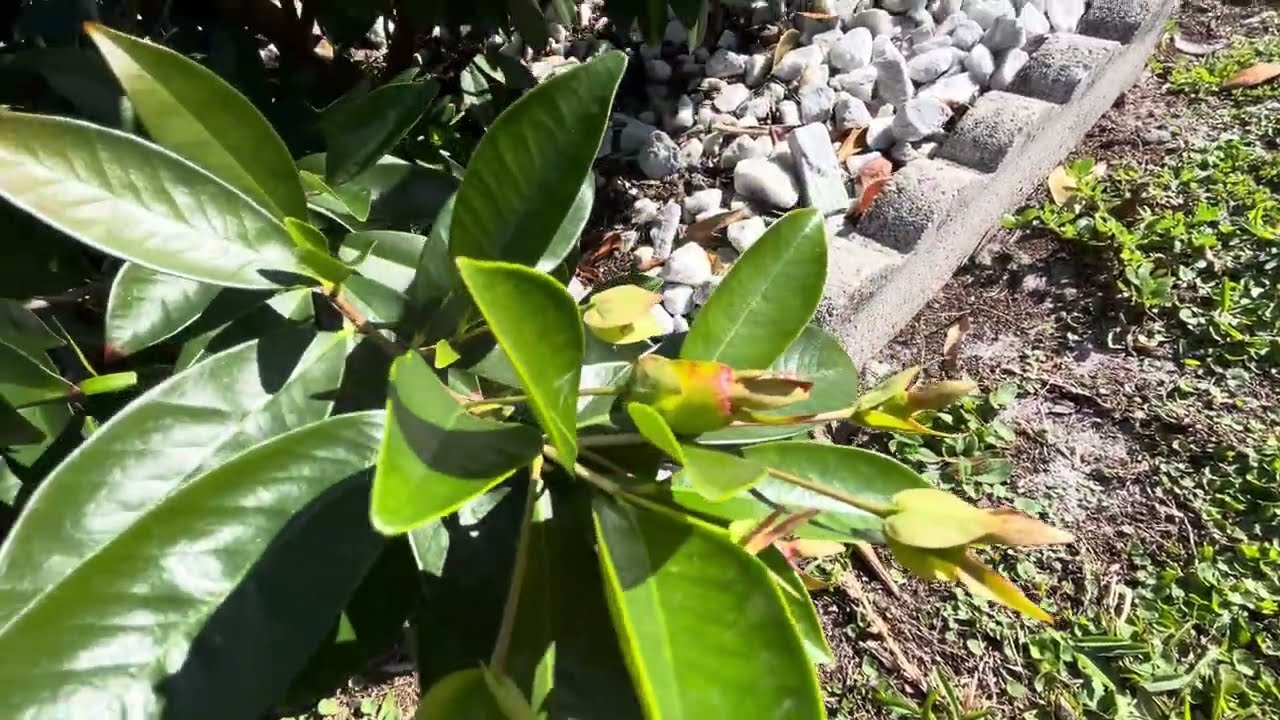 Cherry de Rio Grande ( Eugenia involutra). Grumichama ( Eugenia brasiliensis).