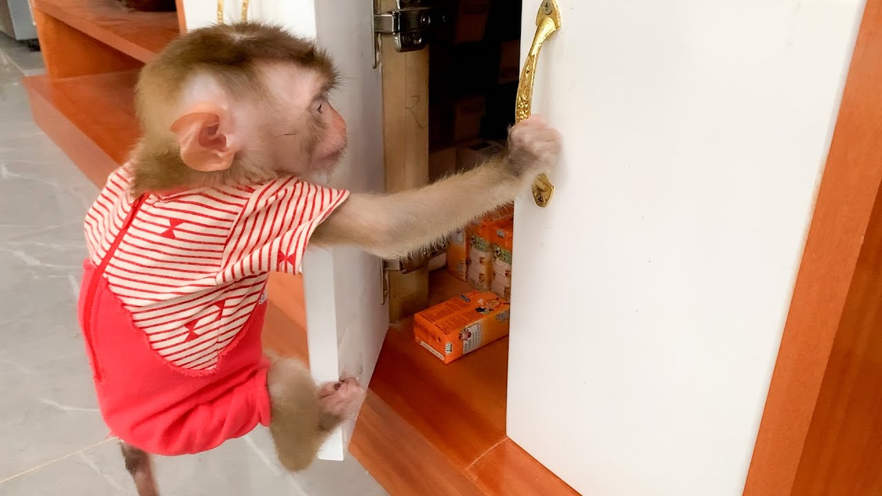 Monkey Puka found where Mother kept her milk and drank the milk