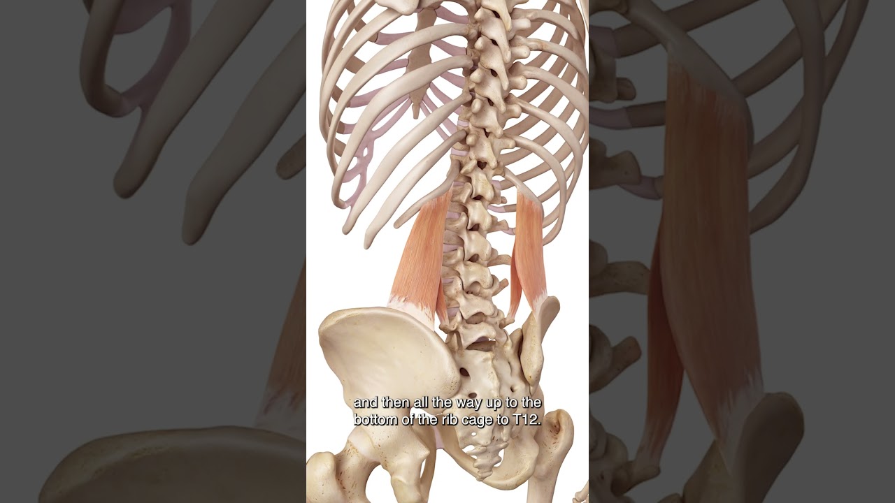 How to Acupuncture the Quadratus Lumborum Safely?