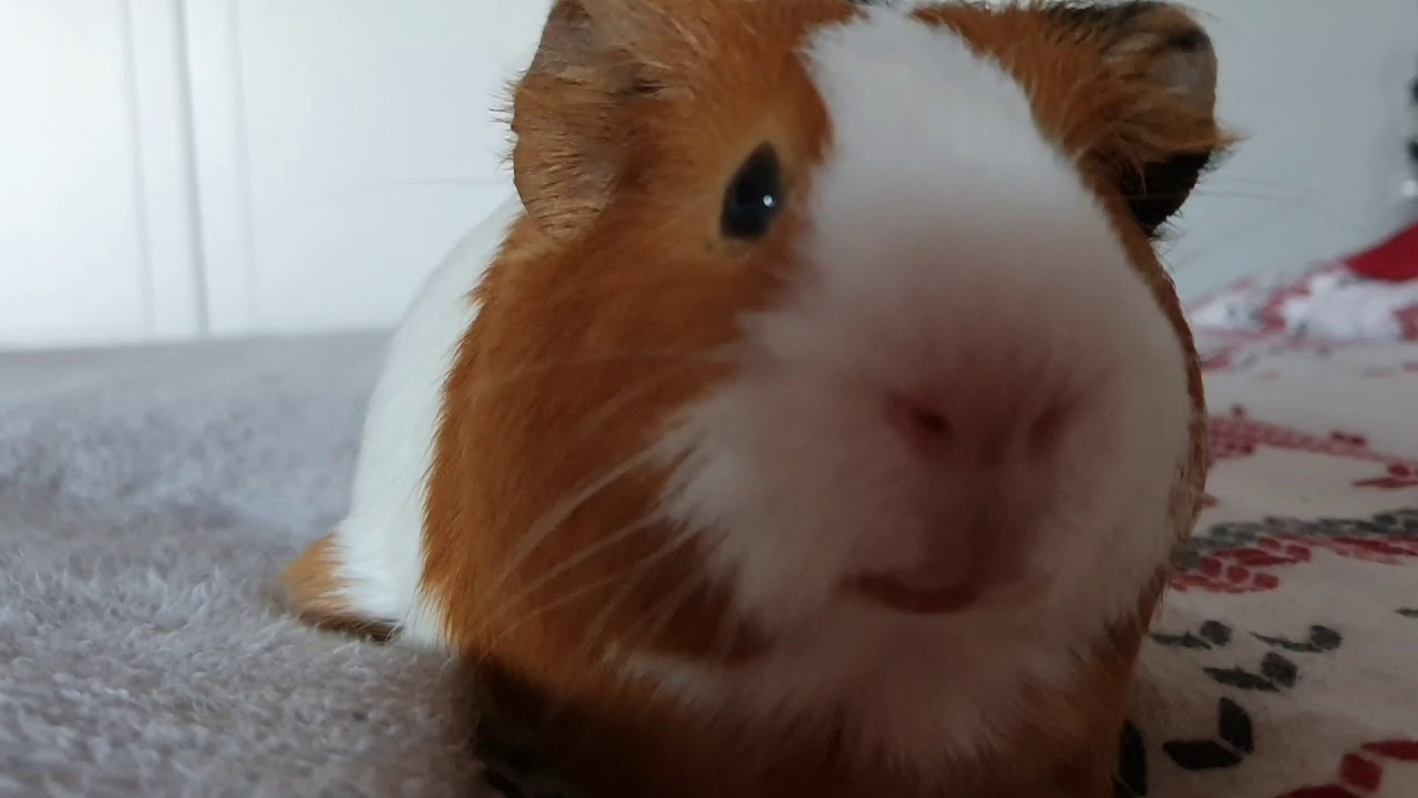 Vlog 🐹❤Mój dzień z Tosią🥰