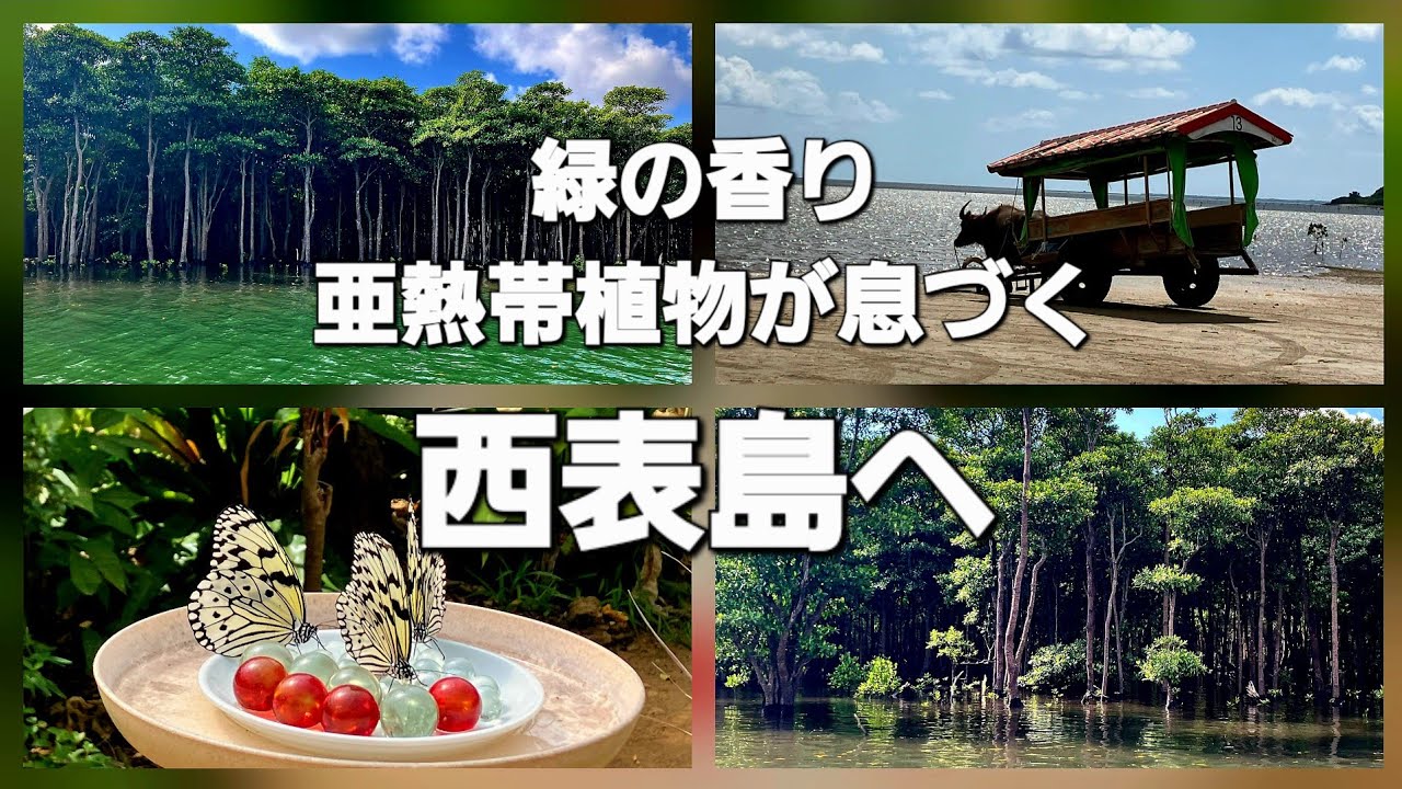 マングローブが原生する亜熱帯の西表島へ(2026年2月21日)