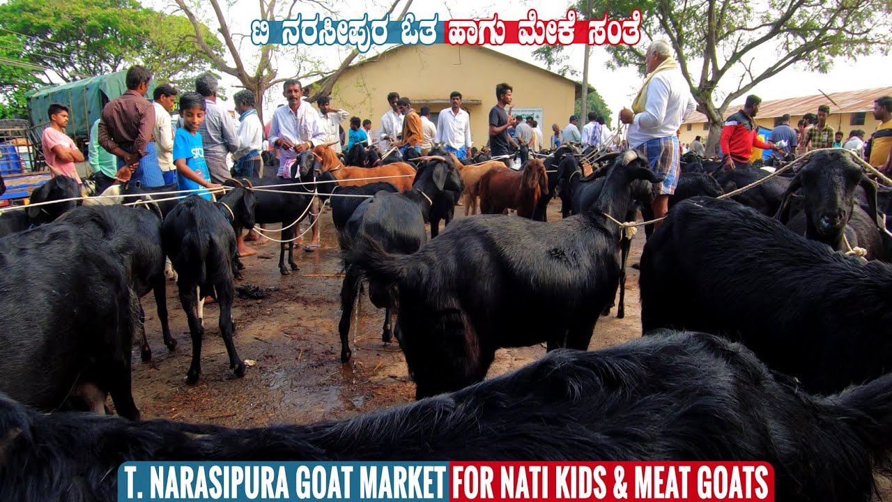 Goat Video of T Narasipura Goat Market Near Mysore A Large Goat Market in Karnataka | Goat For Sale
