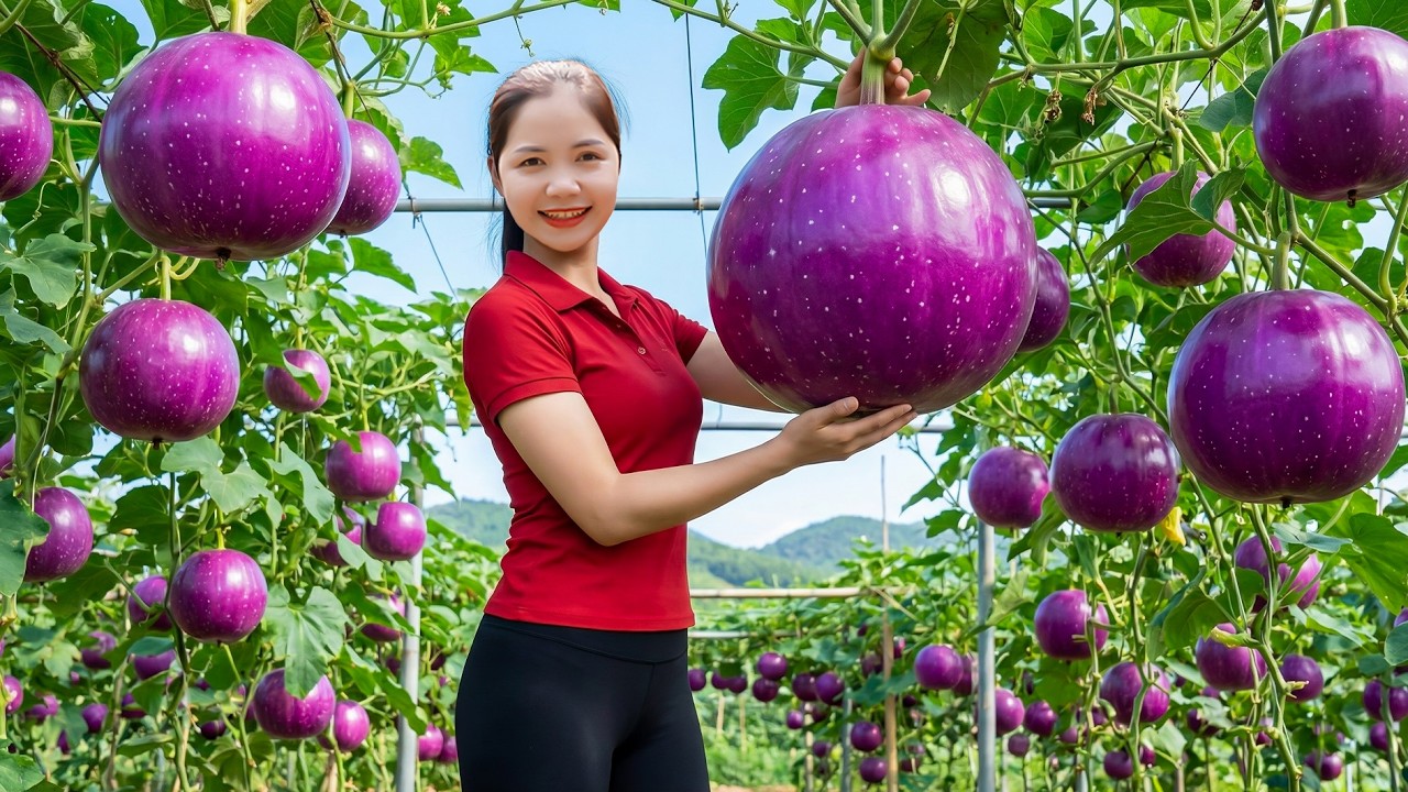 How to Harvesting 1000+ Peach DAOTIEN in The Deep Forest Goes To Market Sell | Han Harvesting