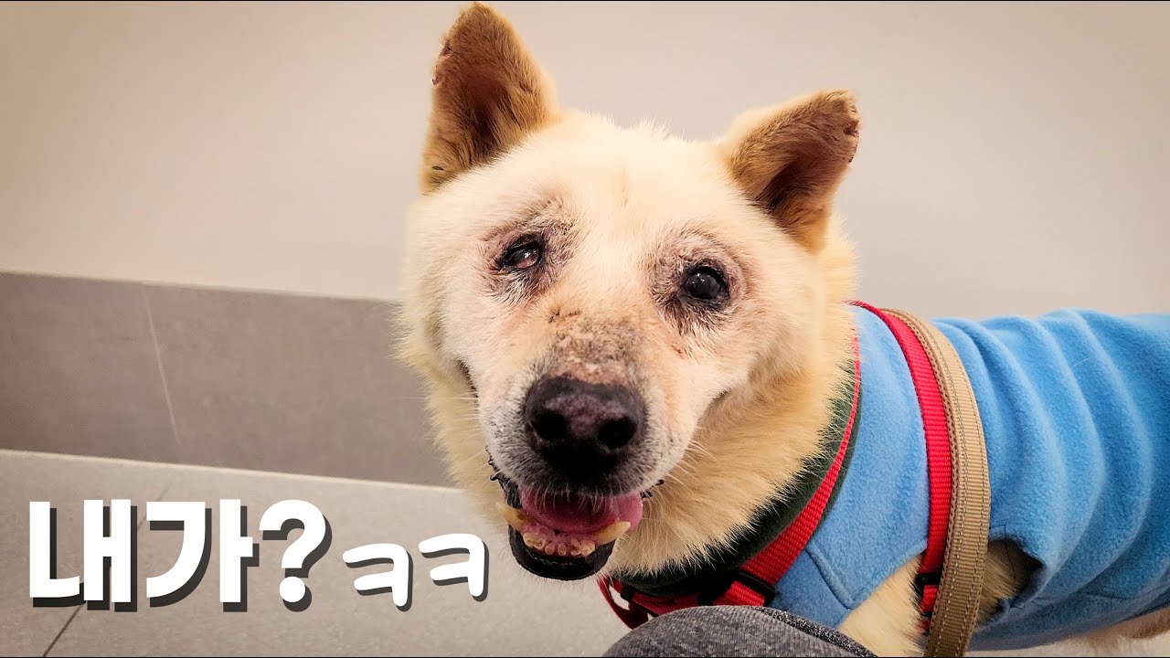 심장에 벌레가 가득찬 아이... 살 수 있을까?