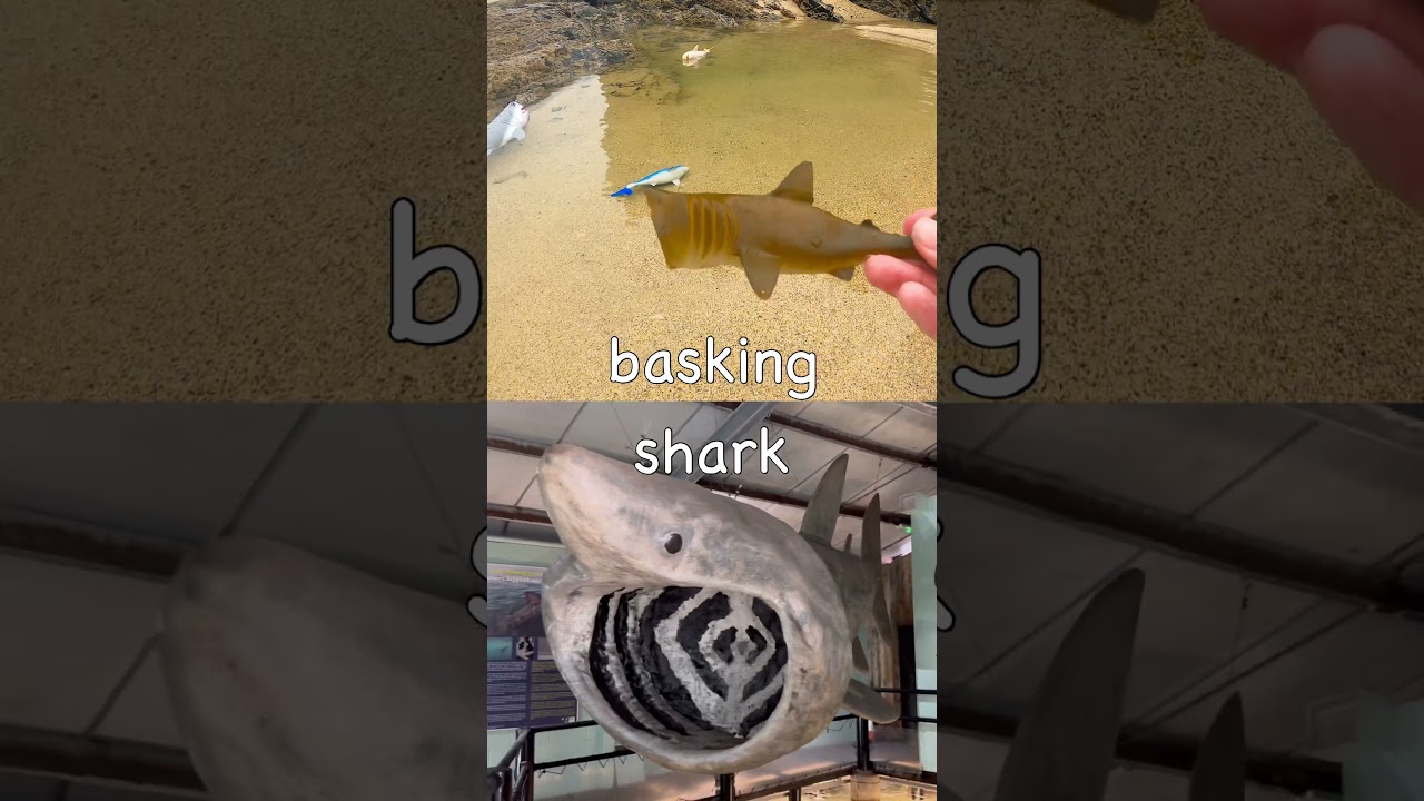 Learn Shark Names at the Beach for Kids: Great White Zebra Blue Basking Nurse