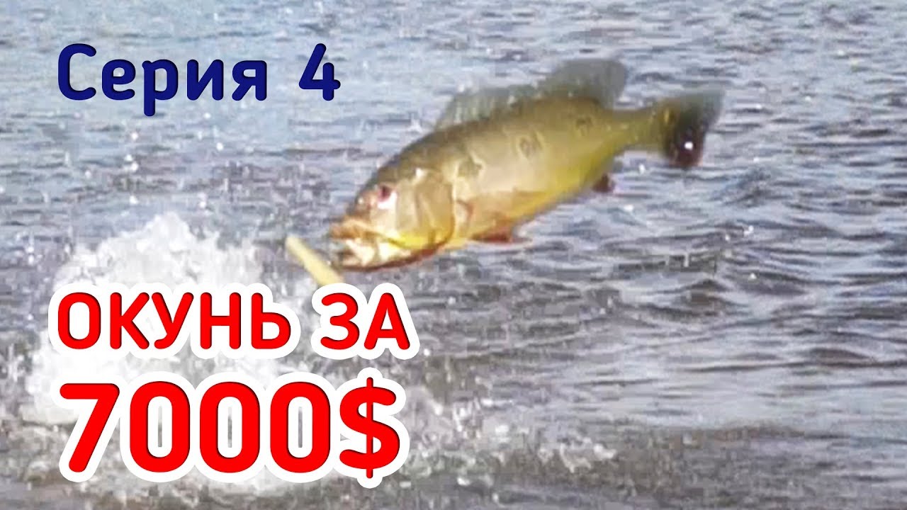Рыбалка за 7000$! Дикие поклёвки огромных окуней! Съёмка сверху. Серия 4