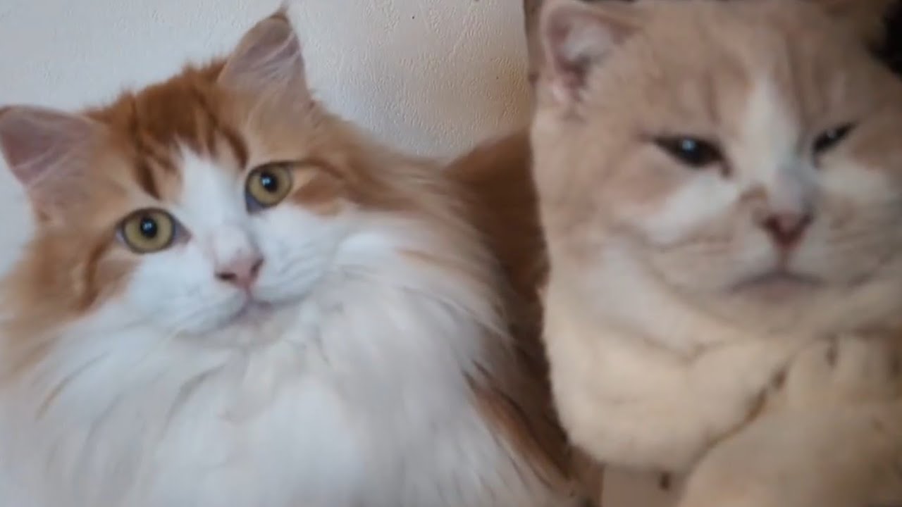 may&mayple🐱🐱(cats)
