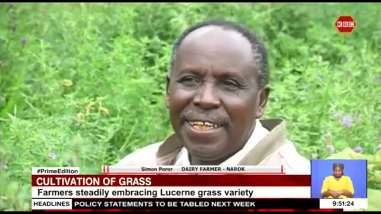 Farmers steadily embracing Lucerne grass as animal fodder
