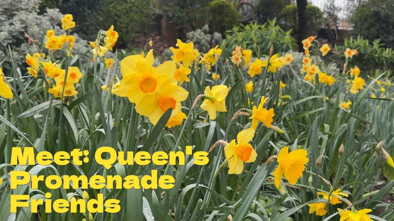 Meet the Members of Queen’s Promenade Friends Volunteer Group