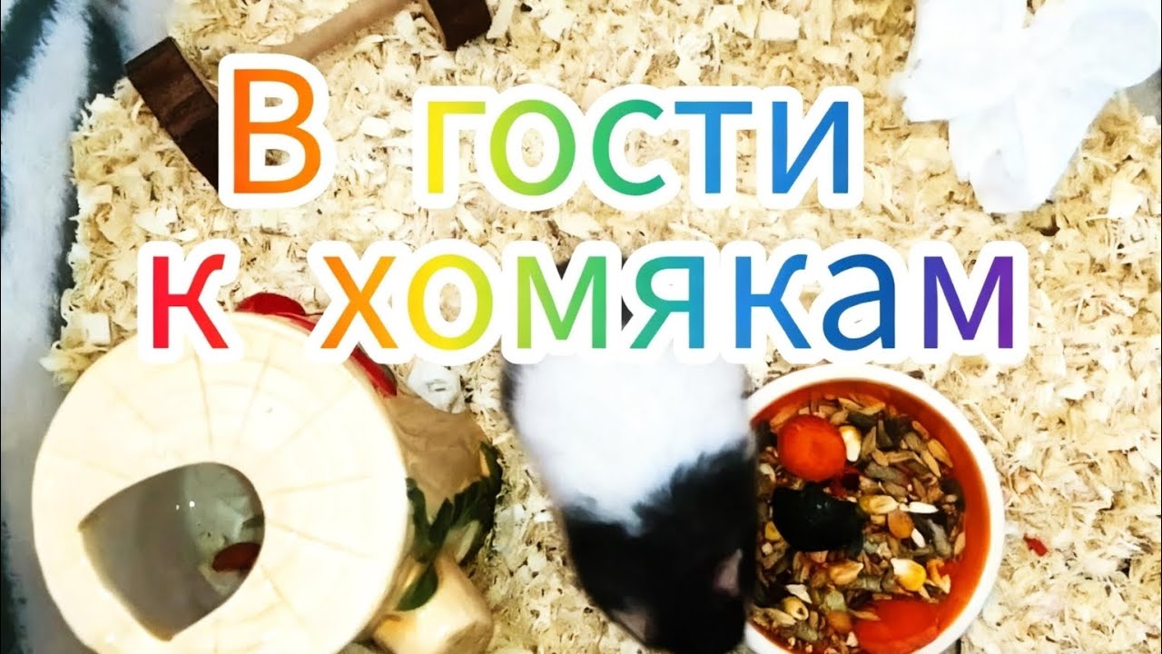 В гости к хомякам. Теперь у каждого свой дом. #хомяки
