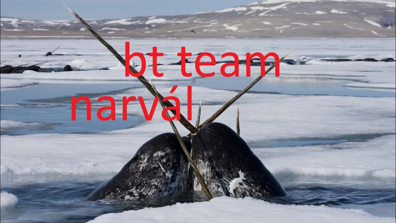 narvál