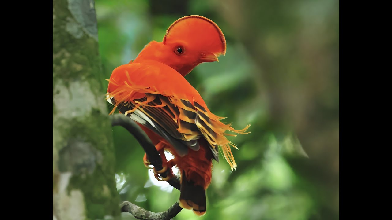 Birds of Colombia  2025