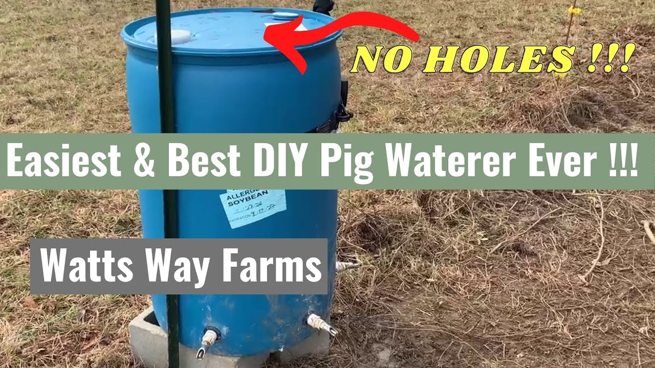 Easiest DIY Pig Waterer Ever! | Don't cut holes in your barrels | Read Description Before Drilling!