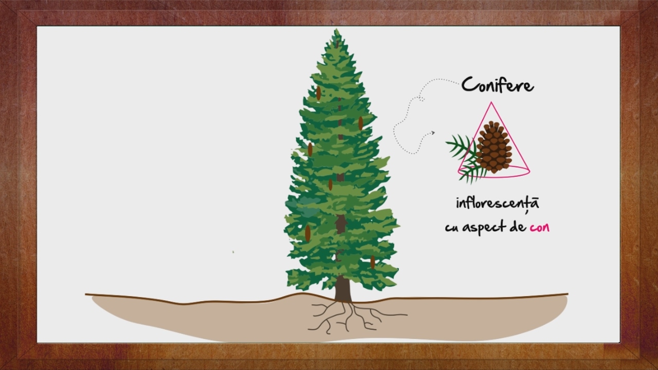 Biologie: Conifere partea 1 | WinSchool