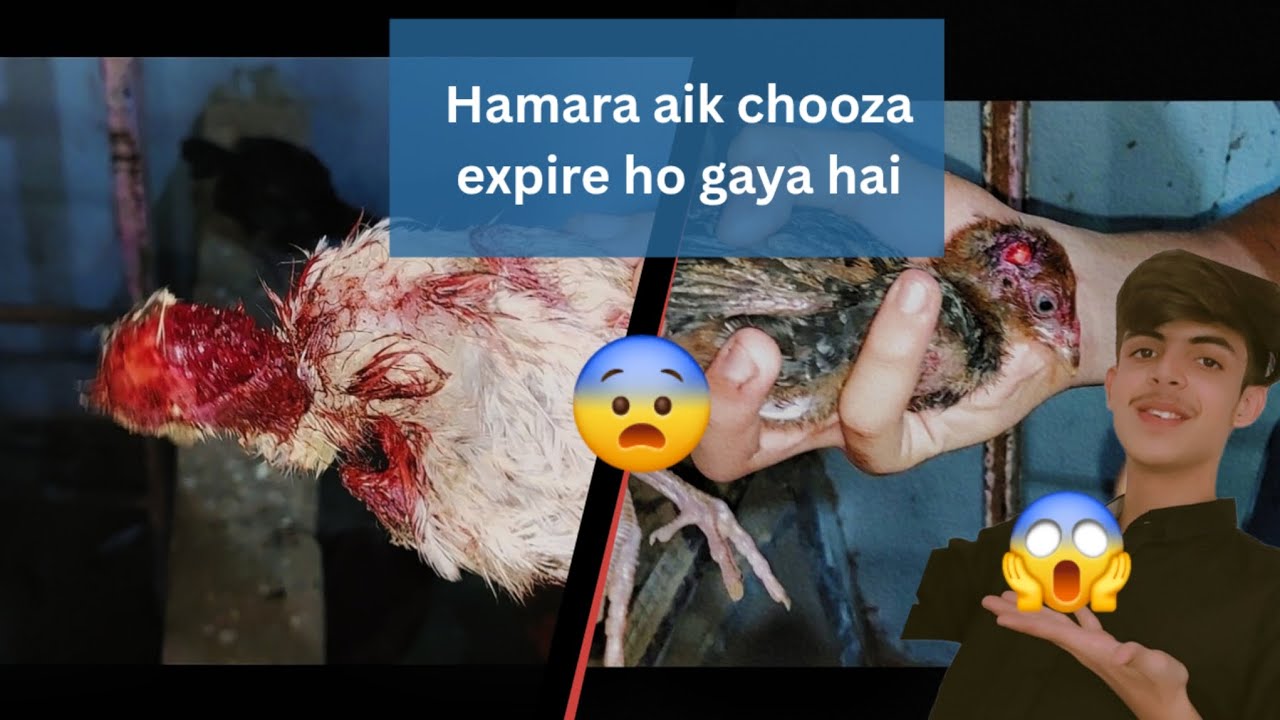 Hamara ek chuza expire ho gaya hai 😭