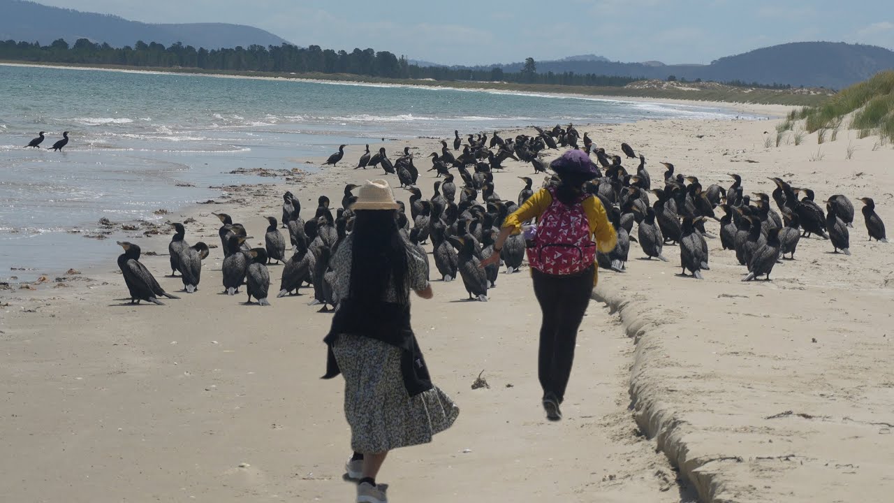 TG  AUSTRALIAN🇦🇺 Hello everyone welcome to my live Screencast Seven Mile Beach view.#love#bts#viral