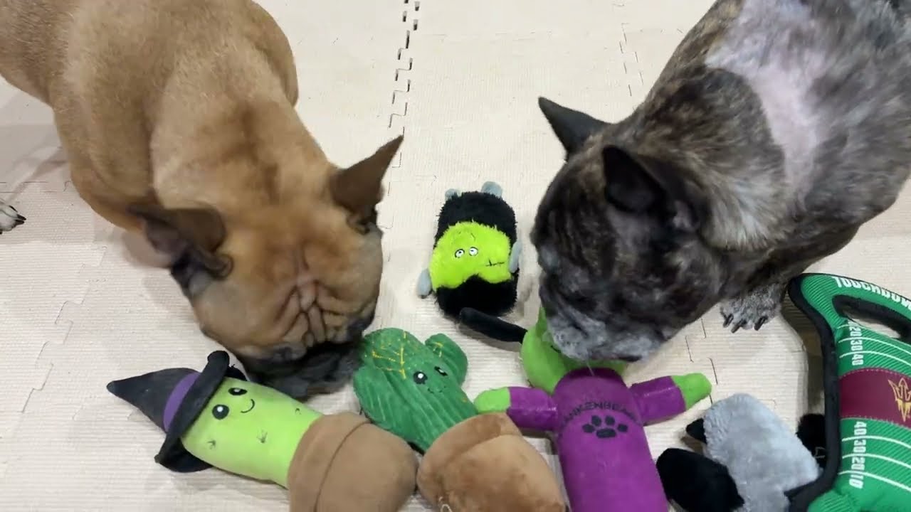 French Bulldogs Halloween 2025 - Having Fun with New Seasonal Dog Toys (October 22)