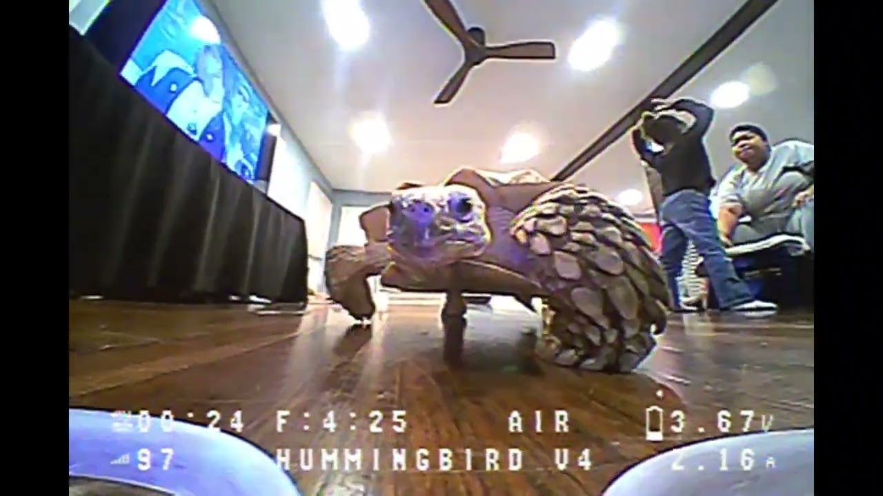 Hummingbird v4 vs tortoise 🐢 #newbeedrone #fpv #drone  