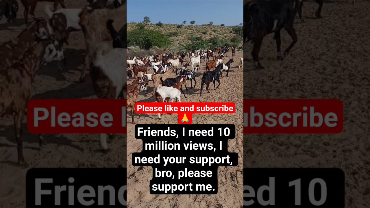 bakri wale cartoon|goats videos|