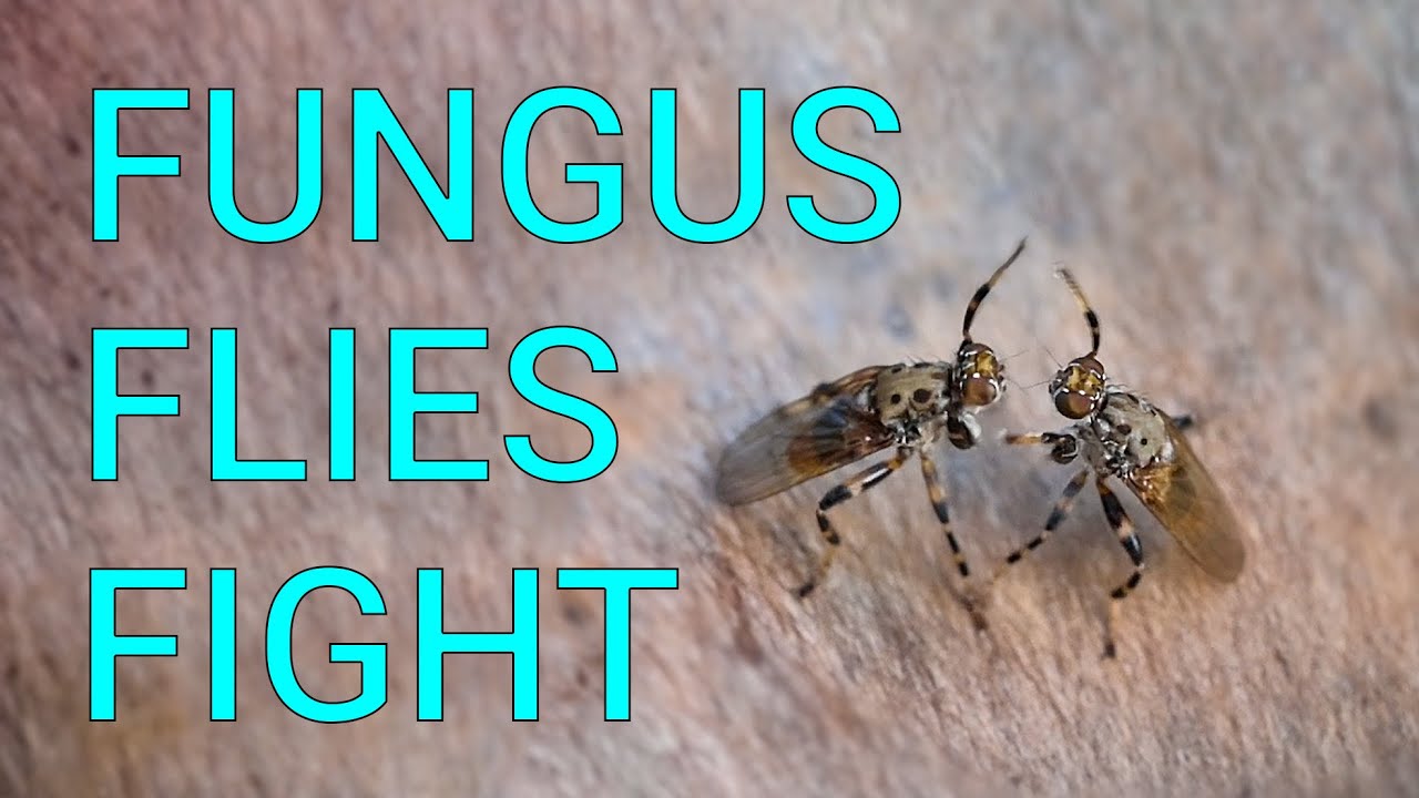 Boxing flies fight on mushrooms that glow in the dark