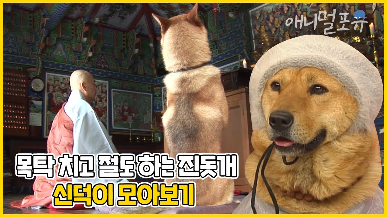 아빠는 교회, 개는 절에 간다?! ㅋㅋ 목탁 치고 절하는 천재견 신덕이 모아보기 | KBS 2004-2010 방송