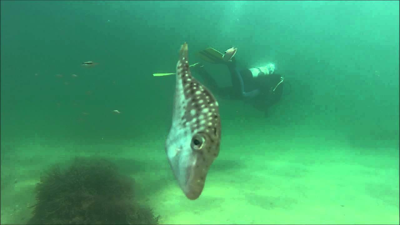 Frankston Pier