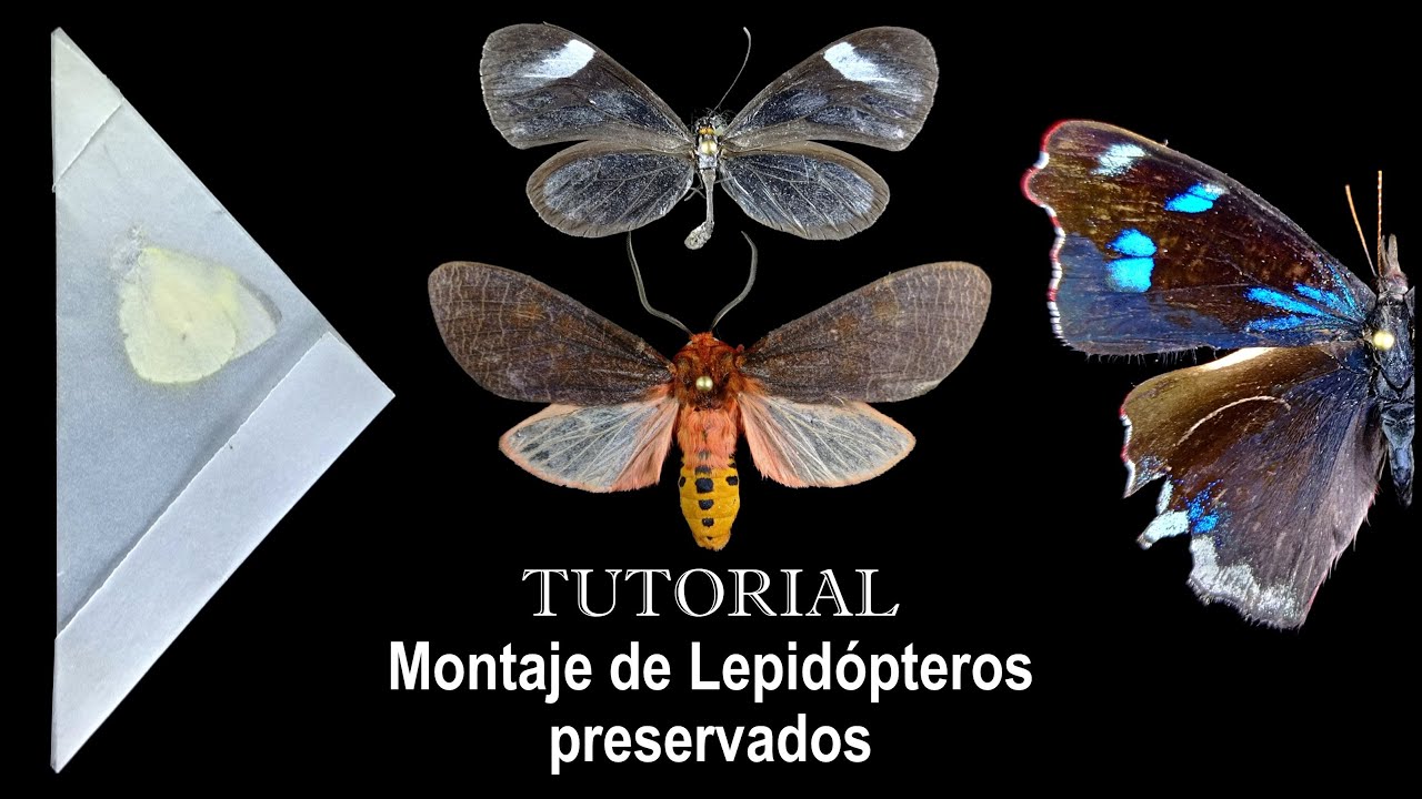 TUTORIAL - Montaje de Lepidópteros preservados | preparación de secos y en alcohol #tutorial