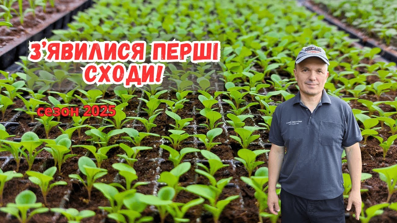 З'явилися перші сходи посіяної розсади- що одразу з ними робимо. Розсада 